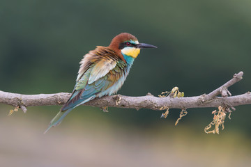 Wonderful portrait of European bee eater (Merops apiaster)