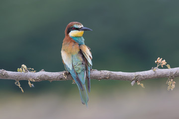 Wonderful portrait of European bee eater (Merops apiaster)