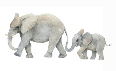 Ręcznie rysowane akwarela ilustracja z słodkie słonie. Dziecka i matki słoń odizolowywający na białym tle - 274556281