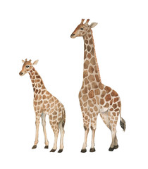 Hand drawn watercolor illustration with cute giraffes. Baby and mother giraffe isolated on the white background
