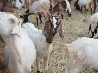 Goat in Farm