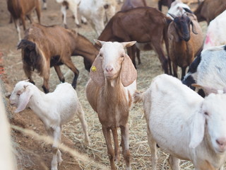 Obraz premium Goat in Farm