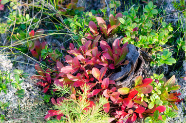 The old small tree stump was overgrown with red and green leaves of cranberries in the taiga of Yakutia next to white moss and a small spruce.