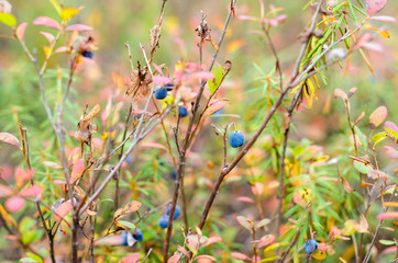 Autumn bushes of wild boreal blueberries with dried grass, overripe fruits berries in autumn.