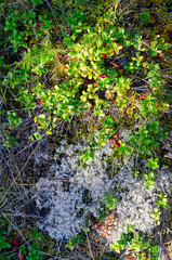 Red cranberries grow next to the white Northern moss and dry grass in the forest of Yakutia in the autumn.