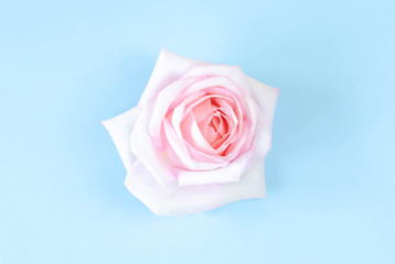 One bud of a soft pink rose on a blue background.