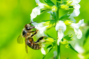 Bee on a flower close up