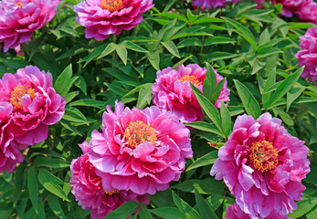 Blooming peony in the garden