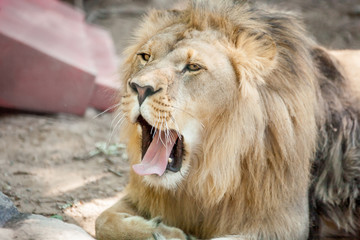 Obraz premium Lion having a yawn showing mouth, teeth and tongue.