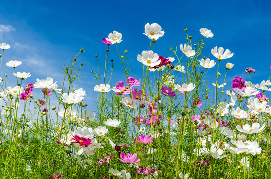 Landscape nature of beautiful cosmos flowers field under bluy sky background 