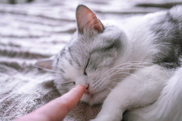 the owner gently touches the sleeping cat by the nose. Beautiful British cat sleeps in bed curled up. pet comfortably in a homely atmosphere. white cat with gray stripes.