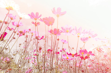 Obraz na płótnie Canvas Cosmos flowers soft blur in pastel tones for background