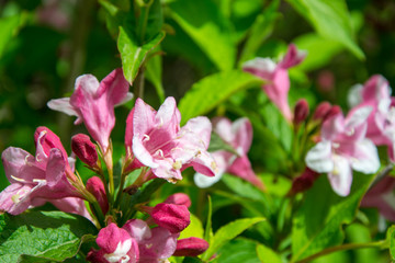 Fototapeta na wymiar Close-up of Weigela Rosea funnel shaped pink flower, fully open and closed small flowers with green leaves. Selective focus of bright pink petals, nature