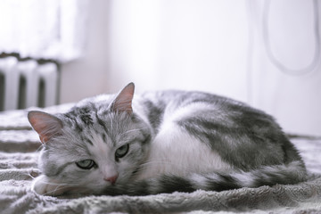beautiful British cat licking in bed and looking at the camera.  pet comfortably in a homely atmosphere.  white cat with gray stripes.
