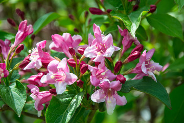 Fototapeta premium Close-up of Weigela Rosea funnel shaped pink flower, fully open and closed small flowers with green leaves. Selective focus of bright pink petals, nature