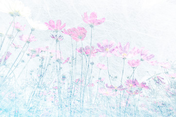 Cosmos flowers in mulberry paper soft blur on pastel tones for background
