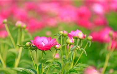 Blooming peony in the garden