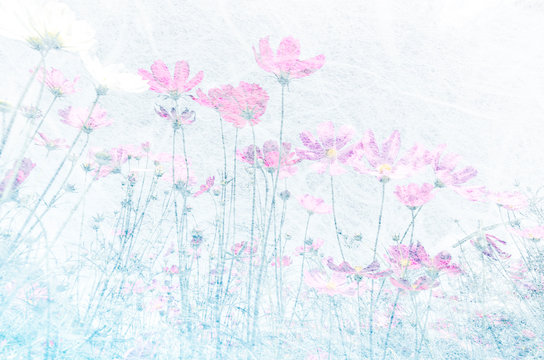 Cosmos flowers in mulberry paper soft blur on pastel tones for background