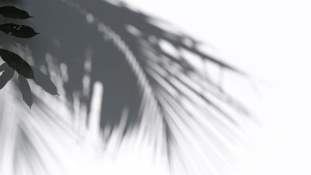 Close up silhouette shadow of  palm leaves motion by natural wind on white wall background.