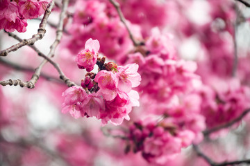 Sakura or cherry blossom flower full bloom in spring season at japan