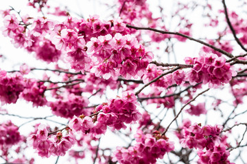 Sakura or cherry blossom flower full bloom in spring season at japan