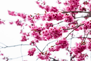 Sakura or cherry blossom flower full bloom in spring season at japan