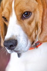 Close up of a young beagle dog.