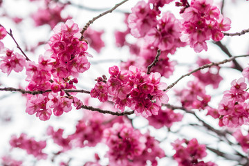 Fototapeta na wymiar Sakura or cherry blossom flower full bloom in spring season at japan