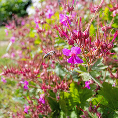 Fliegende Biene vor Blume