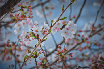 Sakura