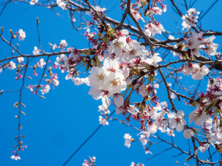 Beautiful Sakura flower or Cherry blossom blooming on flower season in japan