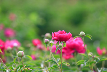 Blooming peony in the garden