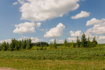 The field with trees far away. Cultivated area. Agriculture. Bright blue sky and green grass 