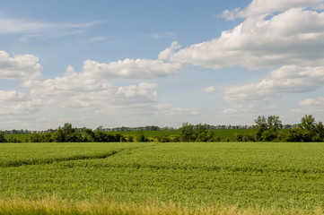The field with trees far away. Cultivated area. Agriculture. Bright blue sky and green grass 