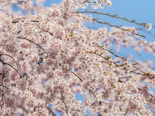 Beautiful Sakura flower or Cherry blossom blooming on flower season in japan