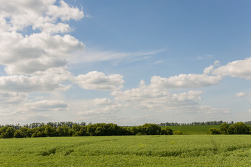 The field with trees far away. Cultivated area. Agriculture. Bright blue sky and green grass 