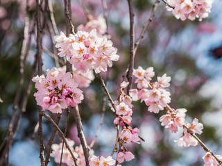 Beautiful Sakura flower or Cherry blossom blooming on flower season in japan