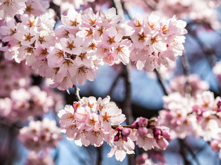 Beautiful Sakura flower or Cherry blossom blooming on flower season in japan