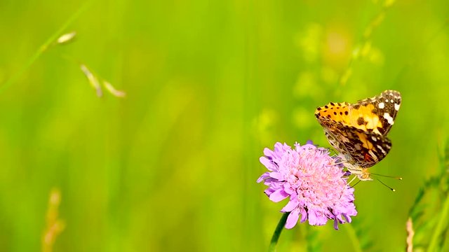 Static close up shot of a Cosmopolitan Butterfly on a scabious flower, slightly moving in the wind, using its suctorial proboscis, with a field in the background, on a bright sunny day