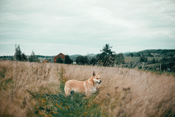 Obraz premium Beautiful dog standing in sunny meadow on background of wooden house on hills in mountains. Rural simple life in countryside, . Atmospheric image. Travel with pets