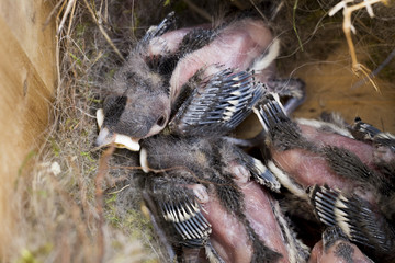 Meisen im Nest, auf die Eltern wartend