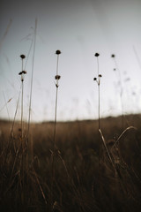 Beautiful knautia arvensis wildflowers in sunny meadow at sunset sky  in mountains. Gathering flowers and herbs, rural simple life in countryside. Atmospheric image.