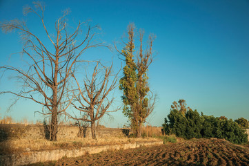 Trees and plowed ground in a farm