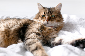 Cute cat relaxing on white bed in sunny bright stylish room. Maine coon with green eyes lying and looking with funny emotions on comfortable bed. Space for text