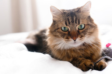 Fototapeta na wymiar Cute cat playing with mouse toy on white bed in sunny stylish room. Maine coon with green eyes playing with with funny emotions on comfortable bed. Space for text .