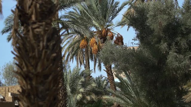 Date palm tree in Morocco