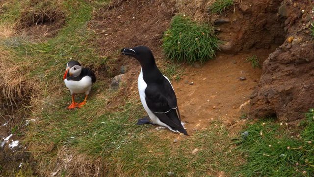 Razorbill and Puffin Disputing a Cliffside Burrow