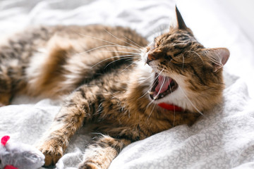 Maine coon cat playing with mouse toy and yawning on white bed in sunny stylish room. Cute cat with green eyes lying and playing with with funny emotions on comfortable bed. Space for text