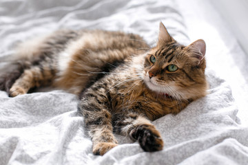 Obraz na płótnie Canvas Maine coon cat lying and relaxing on white bed in sunny bright stylish room. Cute cat with green eyes and with funny adorable emotions resting on comfortable bed. Space for text