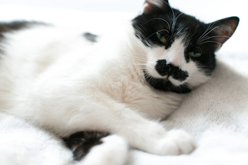 Cute kitty adorable sleeping on white bed. Sweet black and white cat resting on bed, sleeping in morning. Comfortable and cozy moment. Funny Sleepy cat. Space for text